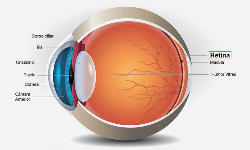 Quais são as principais doenças da retina?